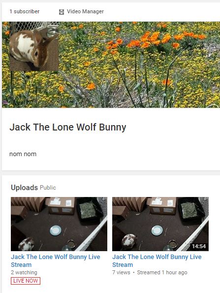 JackLoneWolfBunny.JPG