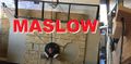 Maslow4.JPG